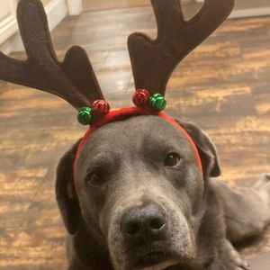 Meet your Posher, Ava